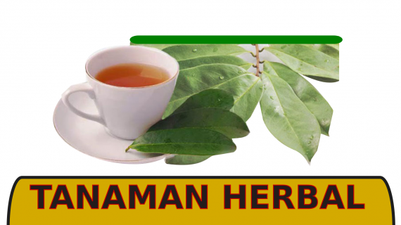 Tanaman herbal untuk asam urat